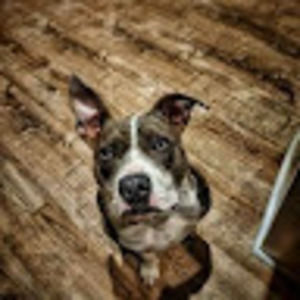 Meet your Posher, Jared